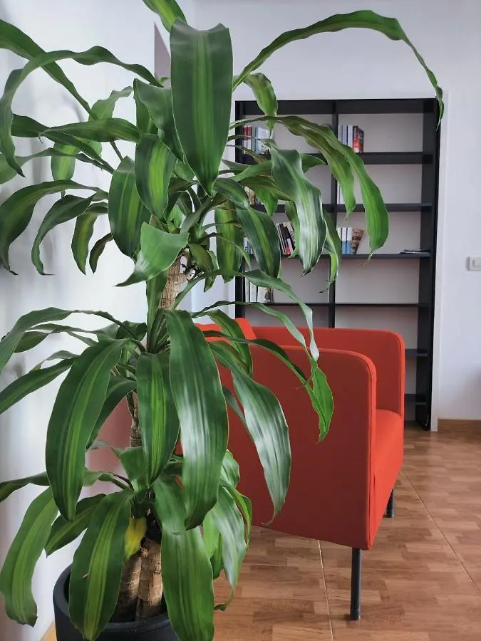 Casa Bonblet Apartment Bajamar